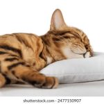 76588开奖记录最新完整版历史数据查询 1dp2j0g9