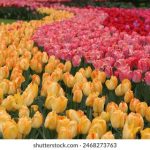 765开奖前后出号规律深度解析与预测 1pen563j