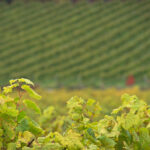 NBA录像直播吧:每日最新赛事高清回放全程收录 k0f8vdt